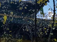 -西园戒幢律寺