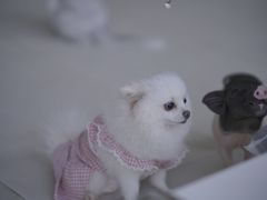 -怪兽屋·羊驼·猫咖·狗咖(俊华广场店)