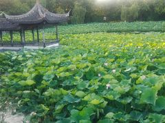 -高子水居