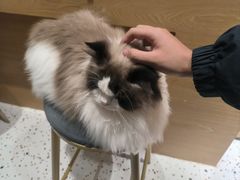 -滚猫咖啡·猫咖·猫友好撸猫(未来城店)