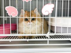 -翊宠yipet猫狗购宠庄园犬舍•猫舍