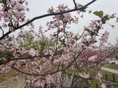 -羊山湖公园