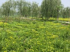-西青郊野公园