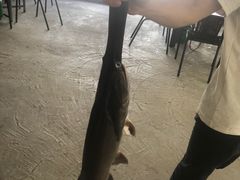 -鸿渡渔庄·特色鸭咀鱼