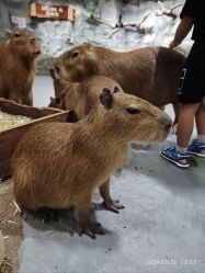 -Zoolung Zoolung动物主题公园(海信广场店)