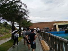 -广东惠东海龟国家级自然保护区
