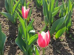 -长春公园(普阳街道)