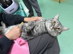 -北京观赏动物医院·24小时大型综合·猫专科·异宠专科