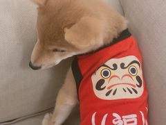 -豆柴町-柴犬主题狗咖(红鼎国际C座店)