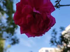 -徐家汇源景区-衡山公园