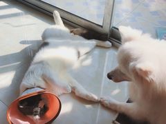 -乐派堂宠物医院·猫友好· 心脏科(东街店)
