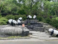 -都江堰中华大熊猫苑