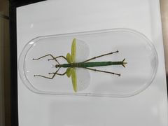 -上海昆虫博物馆