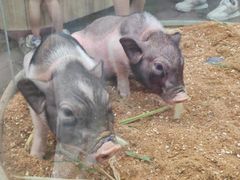 -正佳雨林生态植物园