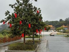 -南宁良凤江国家森林公园