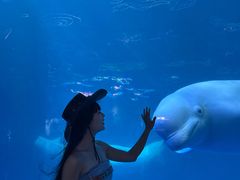 -海合安成都极地海洋公园