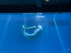 -芜湖新华联大白鲸海洋公园