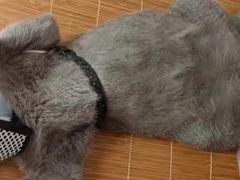 -瑞派动物医院·绝育·犬猫全科·预防医学(光景江南中店)