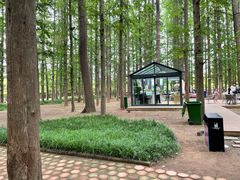-日照海滨国家森林公园