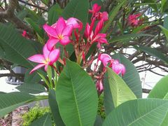 -糖朝(尖沙咀店)