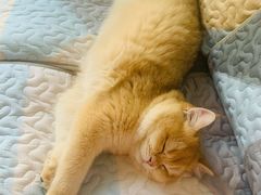 -东方名猫馆·英短金渐层布偶猫舍(环线广场1号楼店)