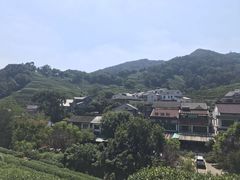 -龙井村