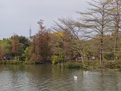 -海珠湖公园