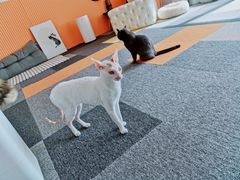 -米宠家·撸猫猫咖小萌宠·猫咪洗澡·猫咪寄养(高新大都荟店)