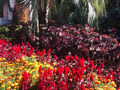 -斐兹洛伊花园