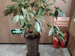 -老绥元烧麦·家常菜(如意店)