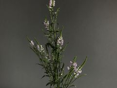 -荷兰布尔玛国际花艺学院