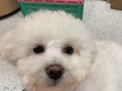 -電力宠物公司(武定路店)