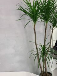 点击看大图 -M造型