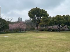 -青枫公园