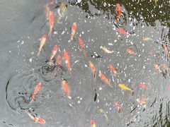 -大亚湾红树林城市湿地公园