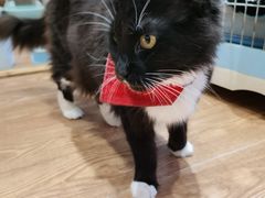 -猫色咖啡·猫咖