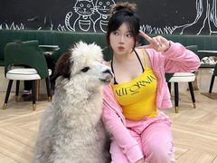 -安格丽娜·狗咖·猫咖羊驼咖(春熙路百盛商场店)