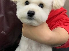 -PETKIT小佩宠物·低压洗护(国顺东路店)