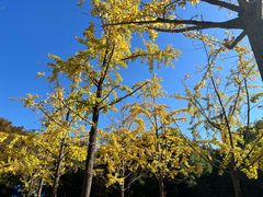 -上海吴淞炮台湾国家湿地公园