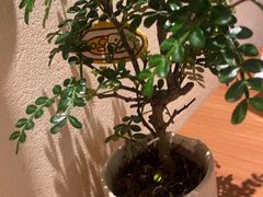 -CURRY YA 熟成咖哩專門店(深圳湾万象城店)