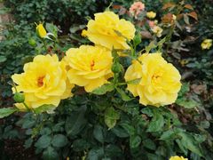 -人民公园(罗湖区)