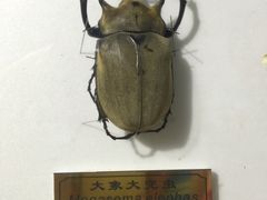 -上海昆虫博物馆