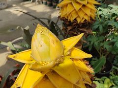 -国家植物园南园