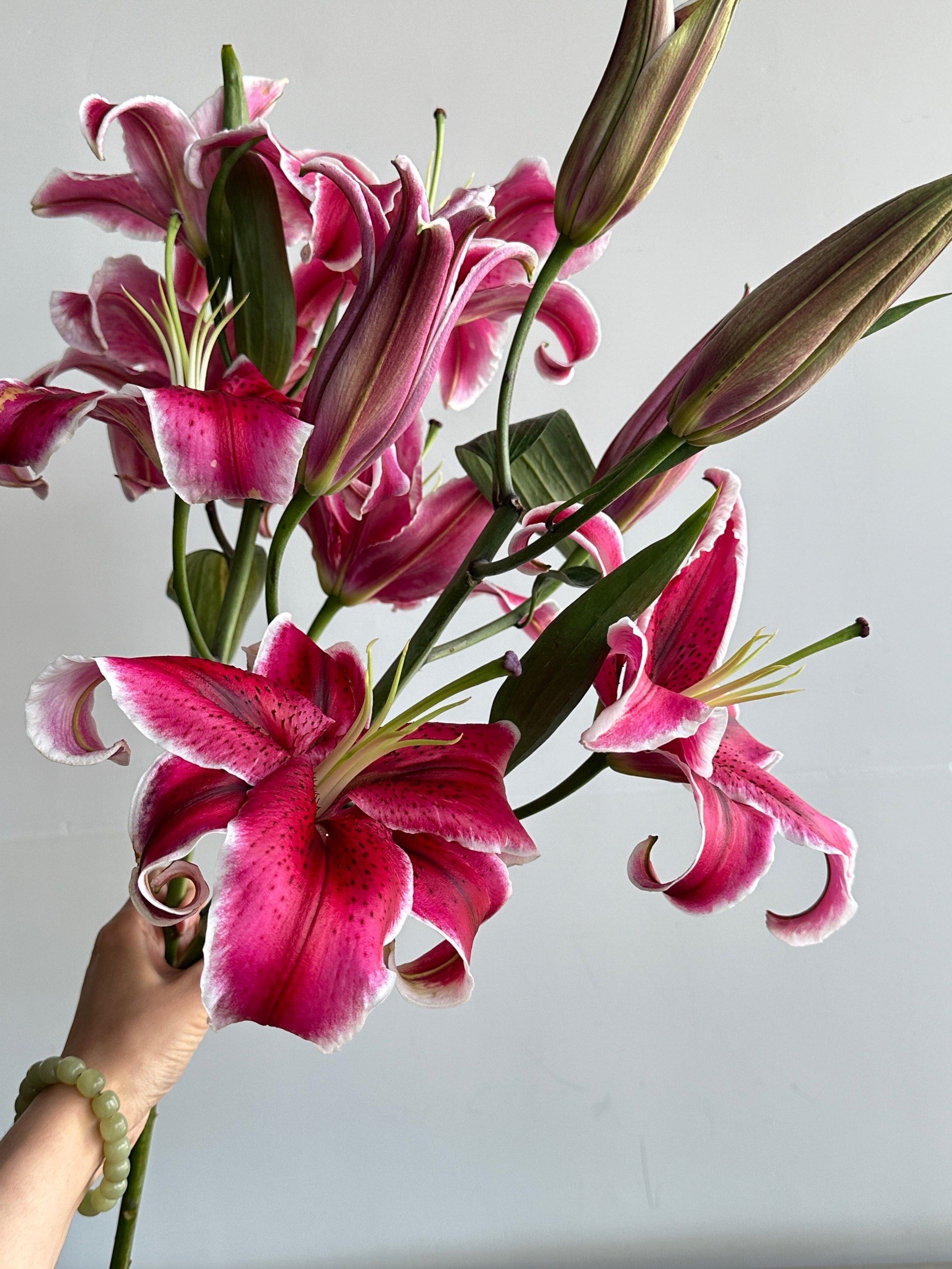 多头黑美人很绝 绽放度好 味道浓香#百合花