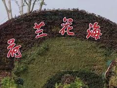 -荷兰花海