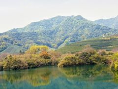-龙坞茶村