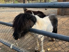 -长白岛森林公园