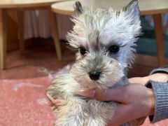 -帕帕拉兹宠物(亚洲旗舰店)