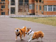 -百好乐宠物友好餐厅(朝外大街店)