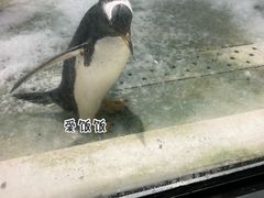 -大连圣亚海洋世界